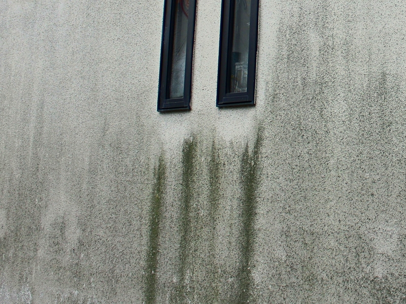 外壁に発生した苔カビ