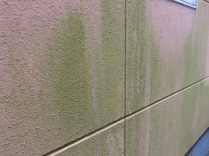 外壁に発生した苔カビ