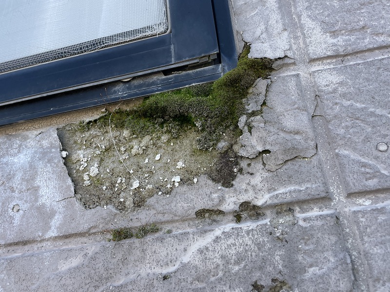 外壁のコケやカビ
