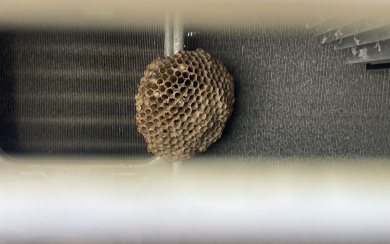 滋賀県彦根市の一般住宅にてエアコンの室外機にハチの巣が出来ていた